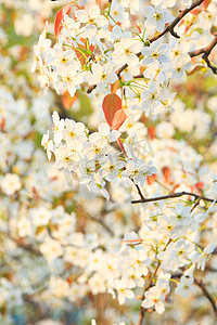 春季户外梨花花簇公园赏花背景摄影图配图