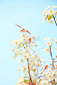 春季白天梨花蓝天户外摄影图摄影图配图
