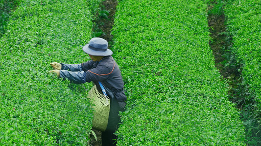 工作忙碌摄影照片_春天工人采茶忙碌工作中的农民伯伯实拍