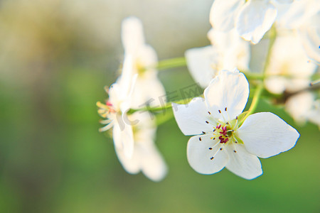 春季室外白色梨花赏花摄影图摄影图配图
