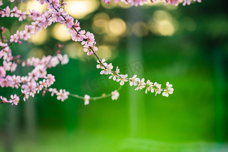 花卉春天桃花枝野外游玩摄影图配图