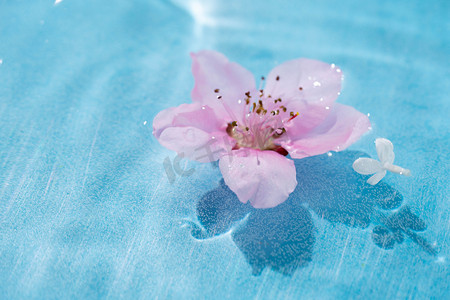 水面上的花朵白天桃花水面室外漂浮摄影图配图