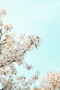 蓝天绿叶摄影照片_春季白天梨花花卉户外赏花图摄影图配图