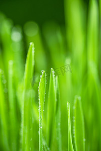 绿叶草摄影照片_雨滴叶茎上的水珠早上春季植物户外绿叶摄影图配图