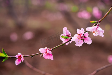 花卉春天桃花花朵桃园赏花摄影图配图