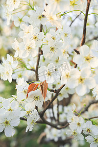 春季白天梨花立春赏花背景图摄影图配图