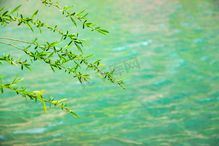 绿色水波纹摄影照片_柳枝湖水白天树枝湖面和绿叶旅游摄影图配图