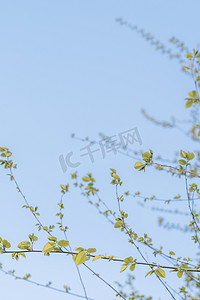 开春摄影照片_春季清新发芽的龙爪榆植物摄影图配图