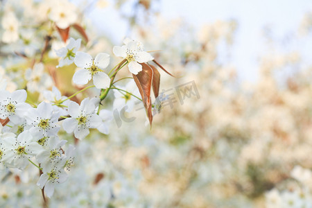 春季白天梨花花簇户外摄影背景摄影图配图