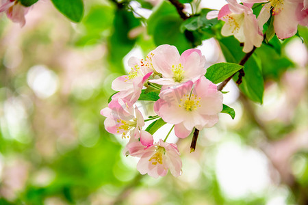 春季植物鲜花摄影照片_海棠白天海棠开花树枝公园海棠摄影图配图