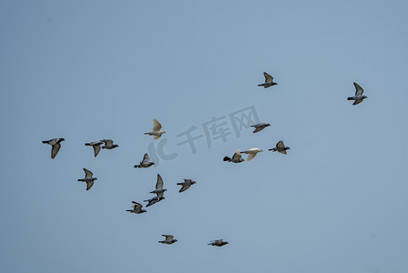 动物鸟类蓝天群鸟鸽子摄影图配图