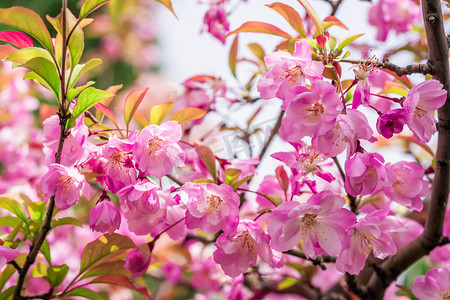 桃花春季花朵白天桃花桃园桃花开花摄影图配图