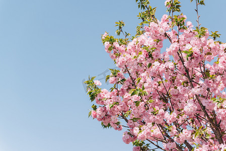 粉色天空摄影照片_植物花朵白天春天樱花晚樱天空盛开摄影图配图