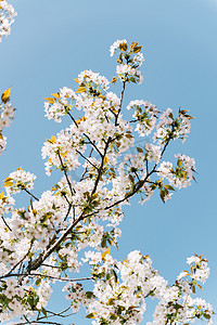 植物花朵白天春天晚樱樱花天空阳光绽放摄影图配图