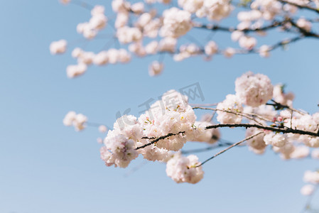 植物花朵白天春天晚樱樱花天空阳光绽放盛开摄影图配图