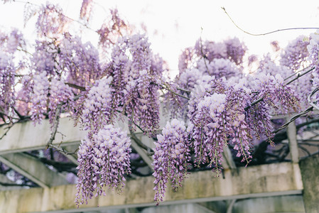春景摄影照片_植物花朵春天紫藤屋檐阳光盛开生长摄影图配图