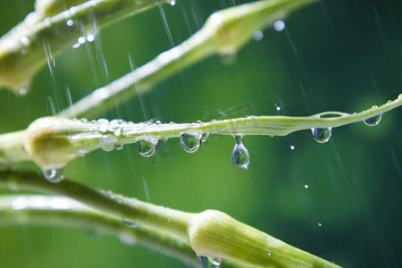 春天线稿摄影照片_春分春天谷雨蒜苗蔬菜摄影图配图