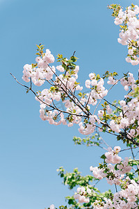 植物春天白天晚樱樱花天空阳光盛开摄影图配图