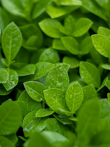 治愈摄影照片_绿色植物白天植物户外静物摄影图配图