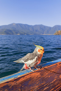 蓝色下午玄凤鹦鹉海边旅游摄影图配图