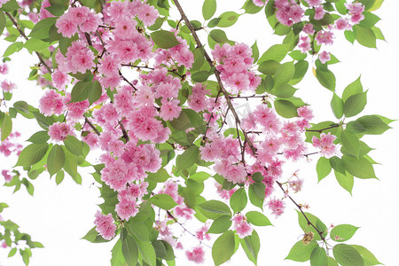 简约绿色清新春季摄影照片_天空樱花午后樱花室外无摄影图配图