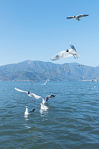 蓝色湖面摄影照片_日系早晨海鸥湖面旅游摄影图配图