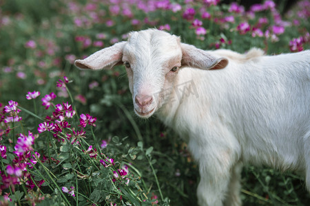 毛摄影照片_花草地里的羊下午羊田地注视摄影图配图