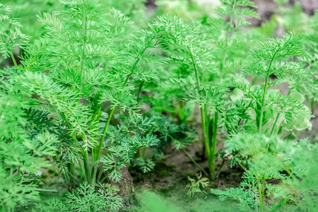春天长在地里的艾草艾叶绿色摄影图配图