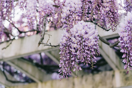 植物花朵春天紫藤阳光屋檐盛开摄影图配图