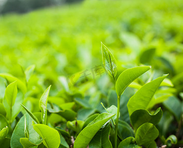 卡通茶园摄影照片_茶叶清晨茶树在茶园生长摄影图配图