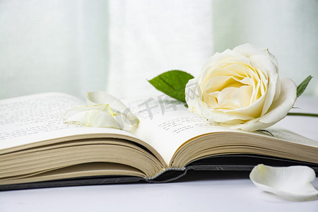 书本上的白色玫瑰花下午书本白色玫瑰花室内静物摄影图配图