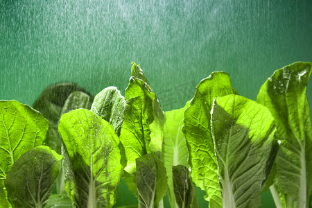 春天雨水摄影照片_春天春季小白菜谷雨蔬菜摄影图配图