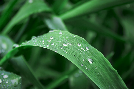 春季春天谷雨草丛雨滴摄影图配图