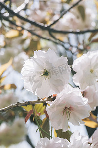 春天园林风景赏花季节摄影图配图
