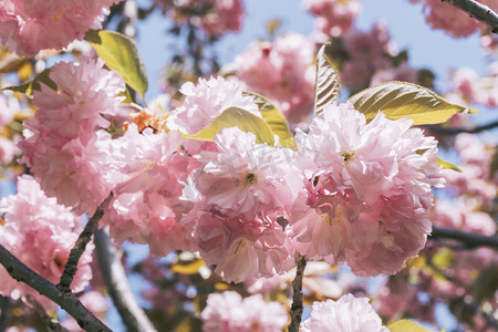 园林清新粉色花卉植物樱花摄影图配图
