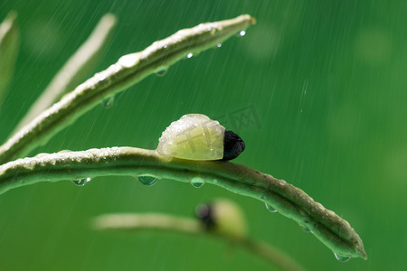 春季春天谷雨雨水蔬菜摄影图配图