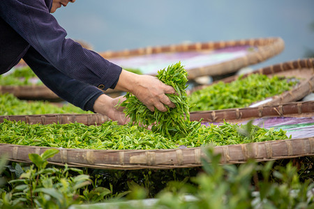 卡通茶园摄影照片_养生白昼手茶园晾晒摄影图配图