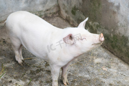 猪头中午猪农家饲养摄影图配图