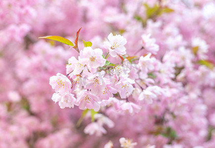 春天春季樱花公园花卉摄影图配图