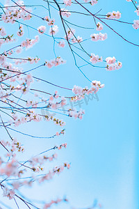 春天风景白天樱花树公园空镜摄影图配图