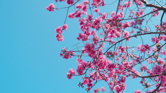 春天天空背景上盛开广州樱花花朵