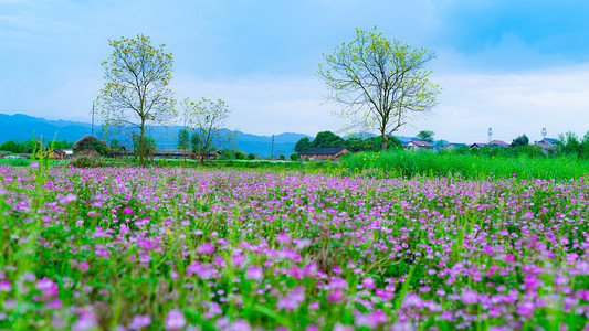 大片紫云英盛春天紫色小花野外开满草地摄影图配图