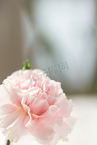 粉色康乃馨摄影照片_康乃馨母亲节花卉逆光静物创意摄影图配图