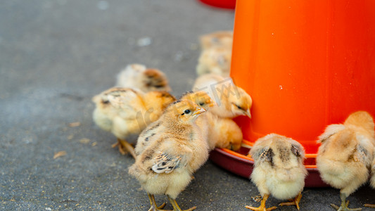 小鸡吃食春天刚孵出的鸡仔农村吃东西摄影图配图