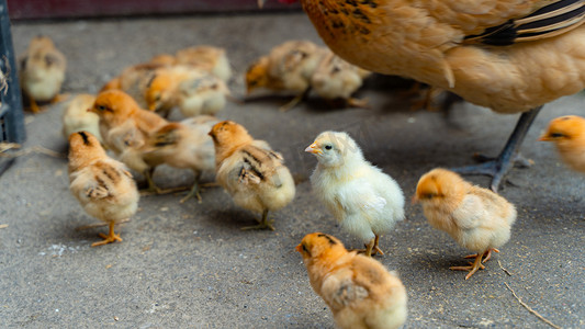 母亲带小鸡春天一群小鸡农村跟随母鸡摄影图配图