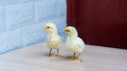 可爱治愈摄影照片_两只刚孵化的小白鸡春天两只小鸡农村农户家可爱呆萌摄影图配图