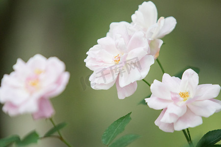 蔷薇下午花朵自然绽放摄影图配图