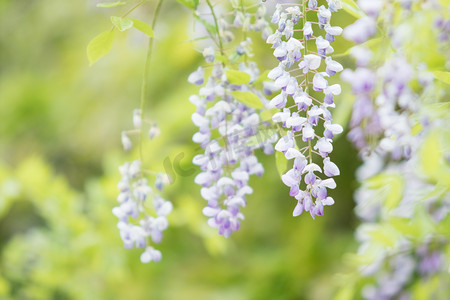 紫藤花中午花朵自然风景摄影图配图