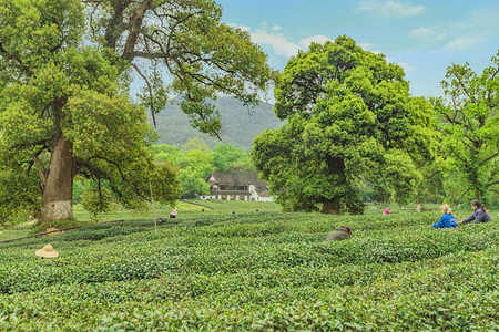 茶园图摄影照片_杭州西湖龙井茶园下午茶园采茶观看摄影图配图