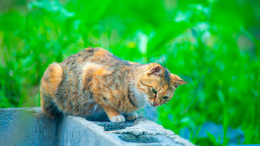 小猫抓老鼠白天猫咪野外盯老鼠摄影图配图